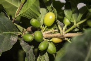 Arabica Kaffee Bohne