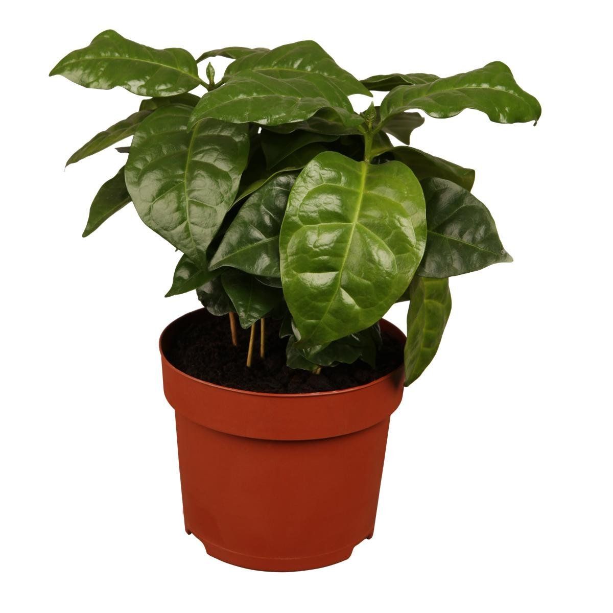 kaktus kwiat Cereus forbesii  dekoracyjny kaktus kolumnowy, z zielono-niebieskimi   Secret Garden Plant Shop